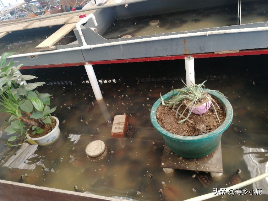 新手黄喉拟水龟,黄喉拟水龟新手