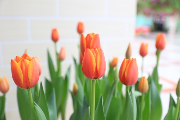 森林花海亲子游攻略,森林公园亲子游推荐