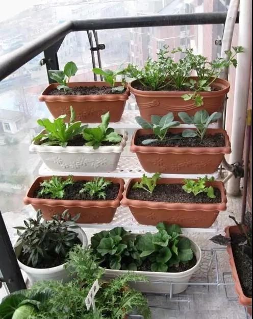 阳台种菜有小黑虫什么办法,阳台种菜长虫用什么办法