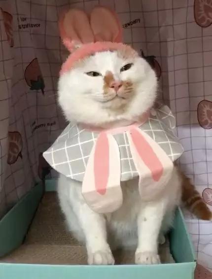 可可爱爱的猫狗,可可爱爱的流浪猫咪