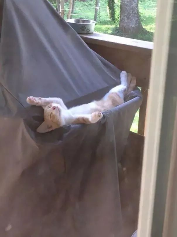 猫会像人一样做梦吗,猫老是做梦