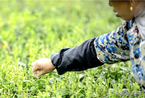 湖南十八洞黄金茶,十八洞黄金茶属于什么茶