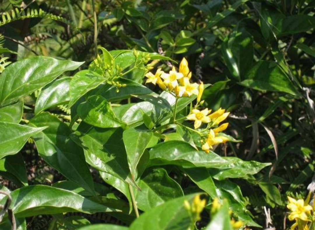 10种最毒花卉,20种大毒花