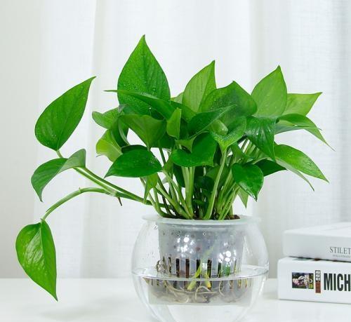 好养又好看的水培植物,百搭的水培花卉