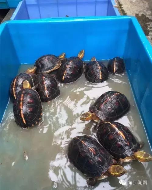 如何养殖水龟,如何合法饲养半水龟