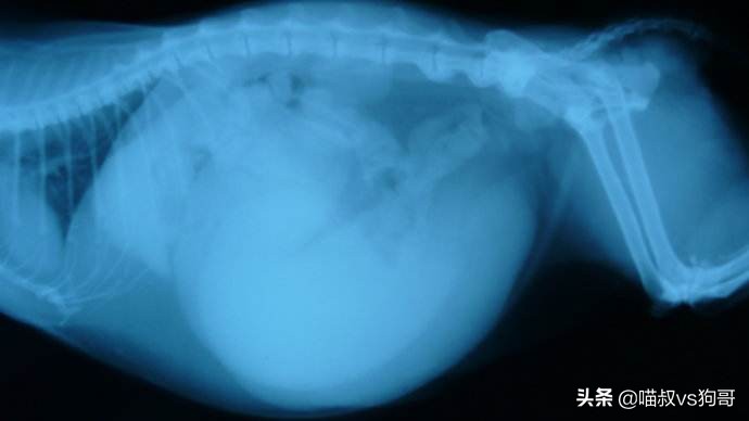 绝育时如何准确找到猫咪子宫,猫咪绝育后怎么防止乱尿