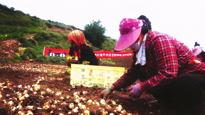 农业人阿甘,中国农业大学阿甘