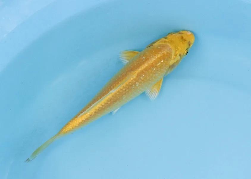 锦鲤掉鳞能用高锰酸钾吗,锦鲤鱼掉鳞是什么原因怎么治