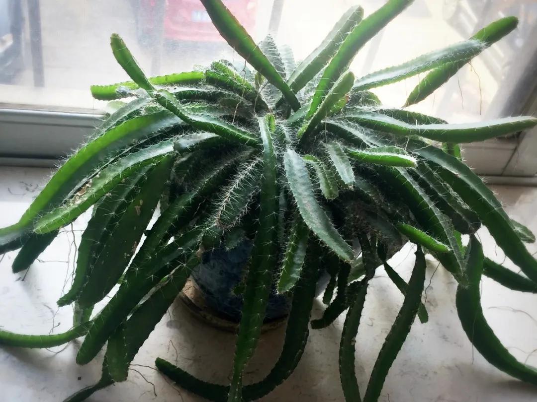 芒果核种芒果的过程,菠萝芒果核种植视频