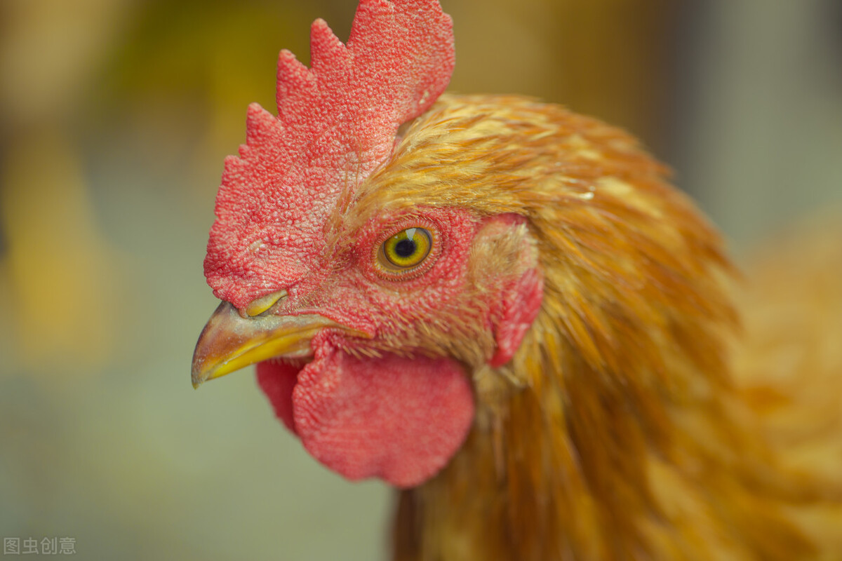 万载的风味食品,万载有些什么美食