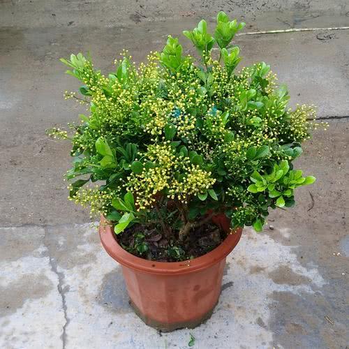 米兰花简单养殖,养米兰花的技巧与方法