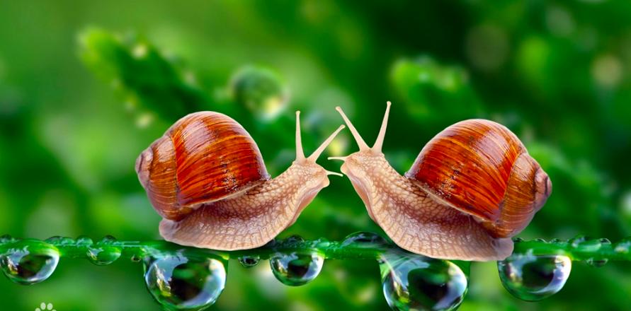 雌雄同体的生物,也有交配之战