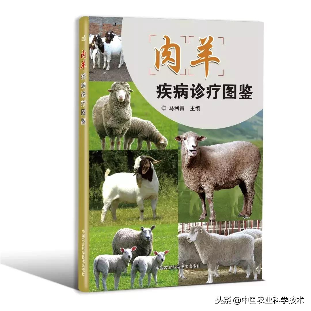 肉羊常见病的预防和治疗,肉羊常见疾病及图片