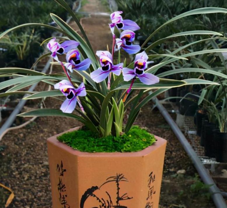 养兰最好的兰花品种,养荷花兰用什么土