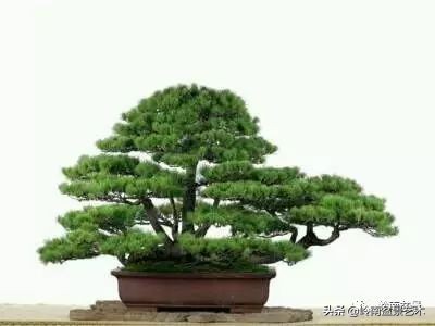 松树在水旱丛林盆景创作中的运用 (松树丛林盆景经典之作)