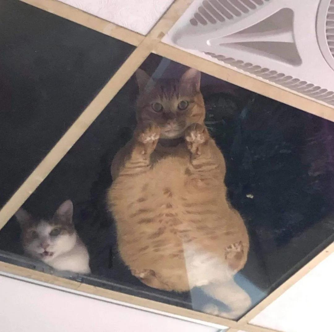 全网都以为复旦大学的猫被偷了，几天后…气得想骂猫