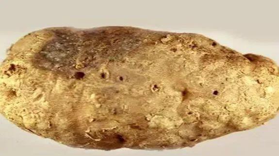 马铃薯这几种病害你都会认吗？认清了以后教你怎么治！（二）