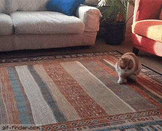 猫咪软便和拉稀的区别是什么,猫咪软便拉稀是如何处理