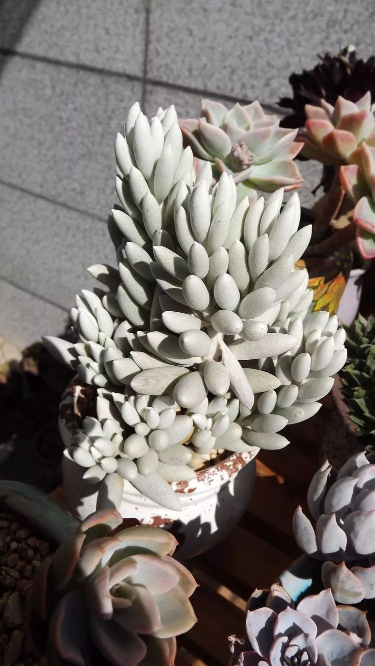 爱机车,爱多肉,宝妈花姐的诗和远方