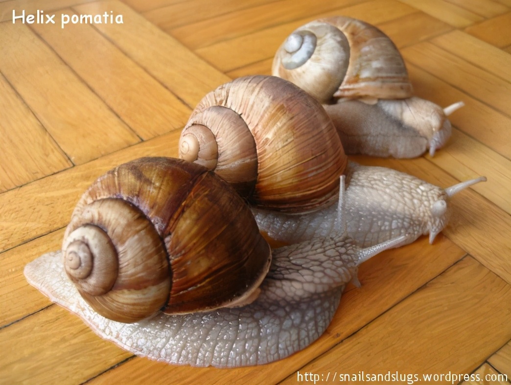 最大蜗牛入侵我国,南方到处是:非洲人的美食,中国人却不敢吃