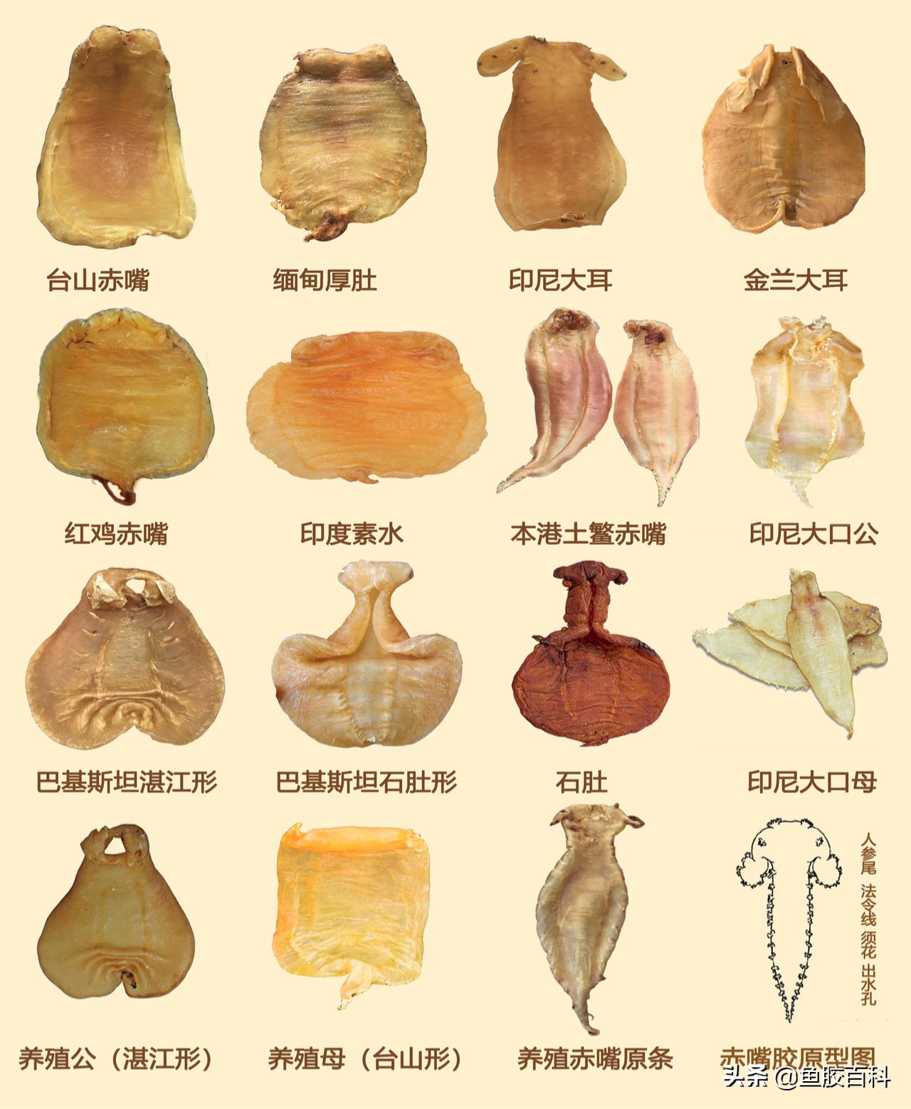 买鱼胶应选什么品种的鱼胶,鱼胶的种类和鉴定方法