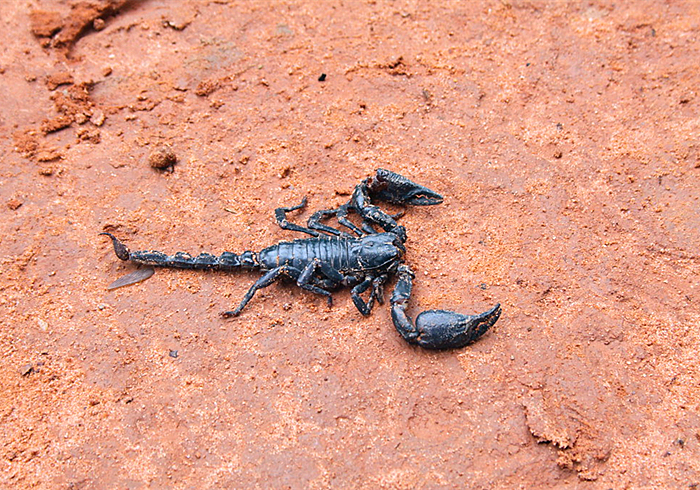 蝎子怎么排泄粪便,蝎子害怕尿吗