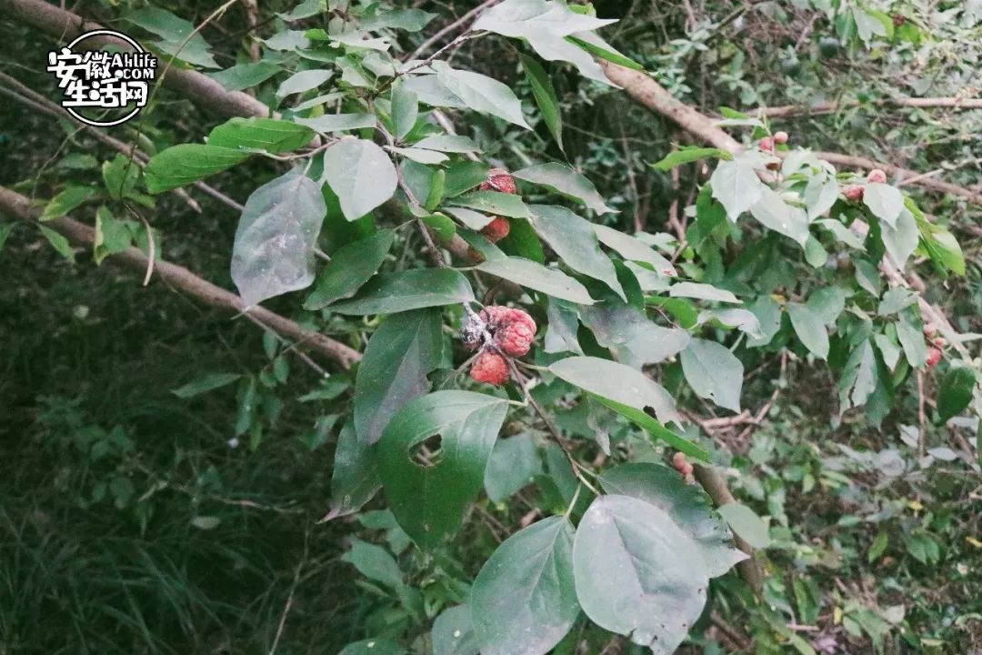 大蜀山,大蜀山爱情故事