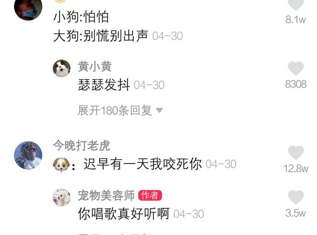 金毛遇到巨型泰迪,金毛被泰迪激怒