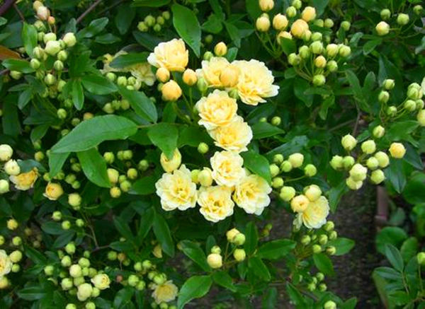 国内一种花，开花时比香水都香，花期长又好养，誉为天下第一香