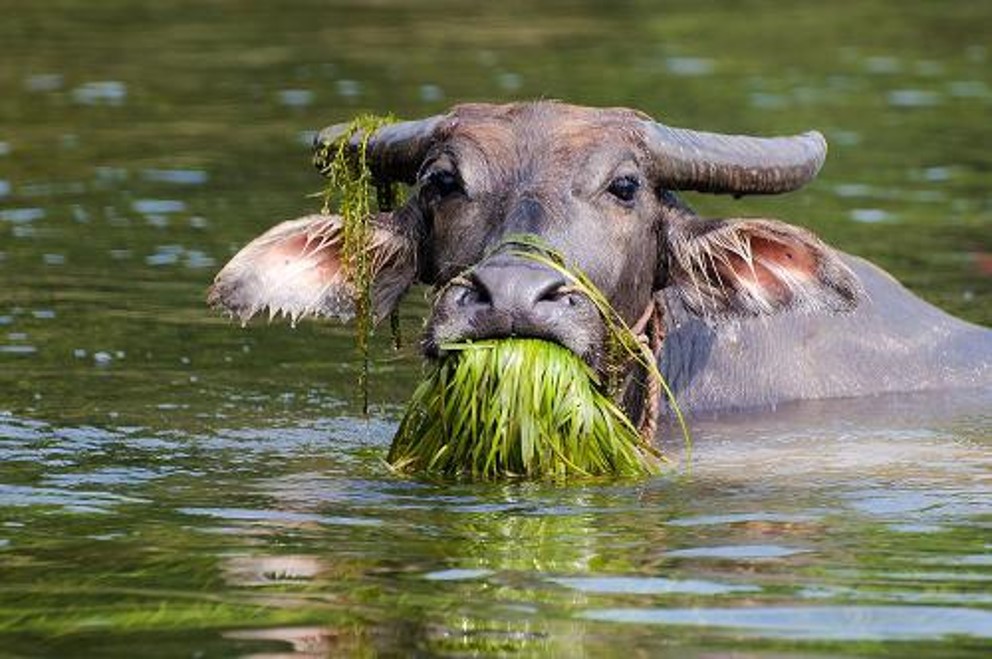 先是被称作“耗子”，后来又被叫做“牛”，这是要召唤十二生肖吗