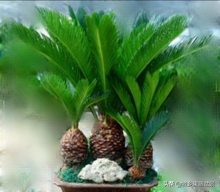 铁树盆景养殖技巧,铁树盆景制作全过程