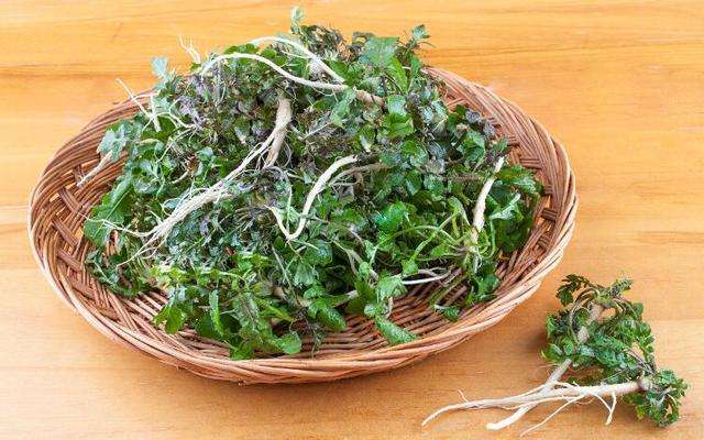 荠菜的功效作用,荠菜的原生图片