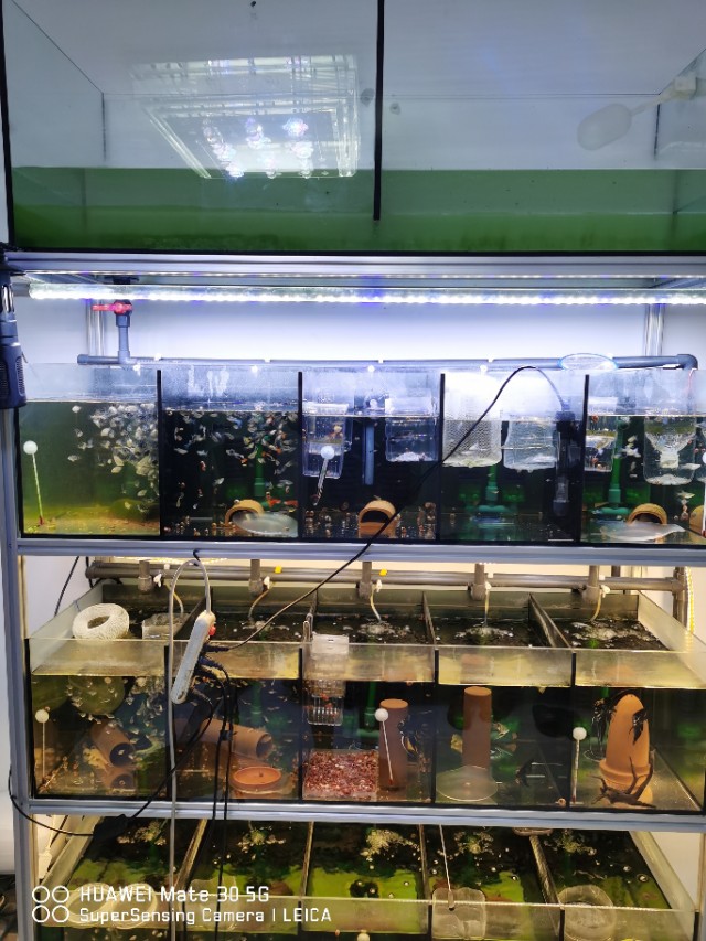 养小型鱼用套缸还是组合缸,家庭鱼生态养殖系统