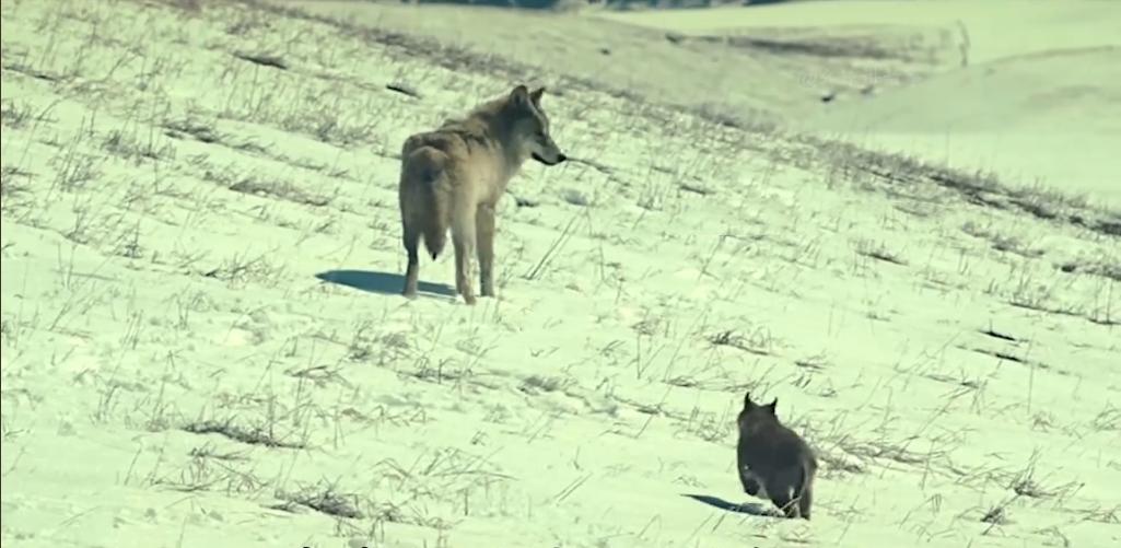 75岁老头被狼群追杀徒手大战狼群,放羊老汉遭遇狼群