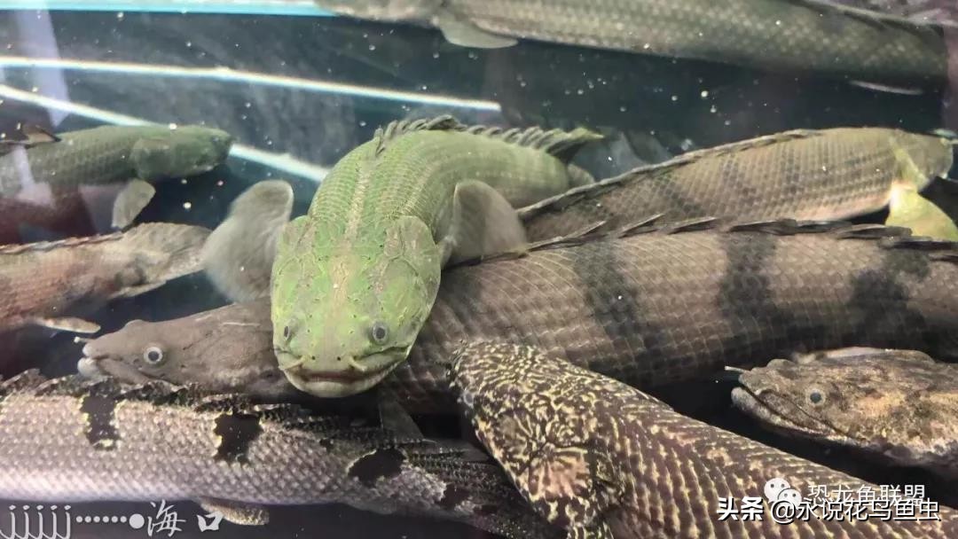 观察鱼大便!了解鱼有没有好状态,养鱼那些事