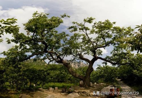 板栗栽培的气候条件是什么,板栗一般是怎么种植的