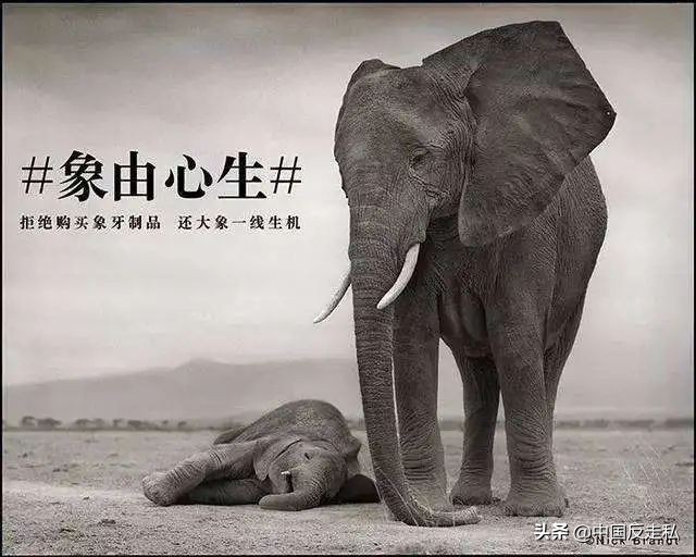 大象象牙没了影响大象生命吗,带有象牙的大象灭绝了吗