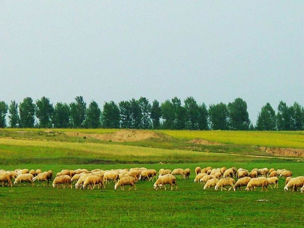 羊瘤胃胀气怎么按摩,羊瘤胃胀气治疗方法