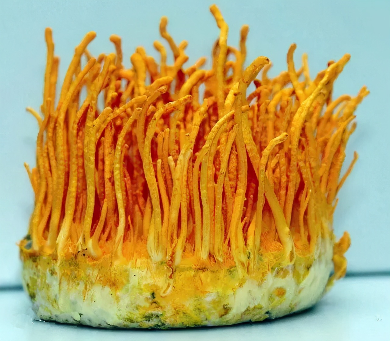 臻选虫草花蛹虫草,蛹虫草和虫草花是一样吗