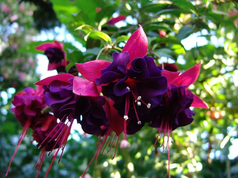 盆栽植物僵苗怎么了,养的植物总是僵苗