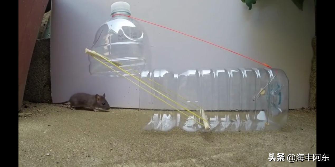 用酒瓶捕捉老鼠视频,捉老鼠妙招大矿泉水瓶