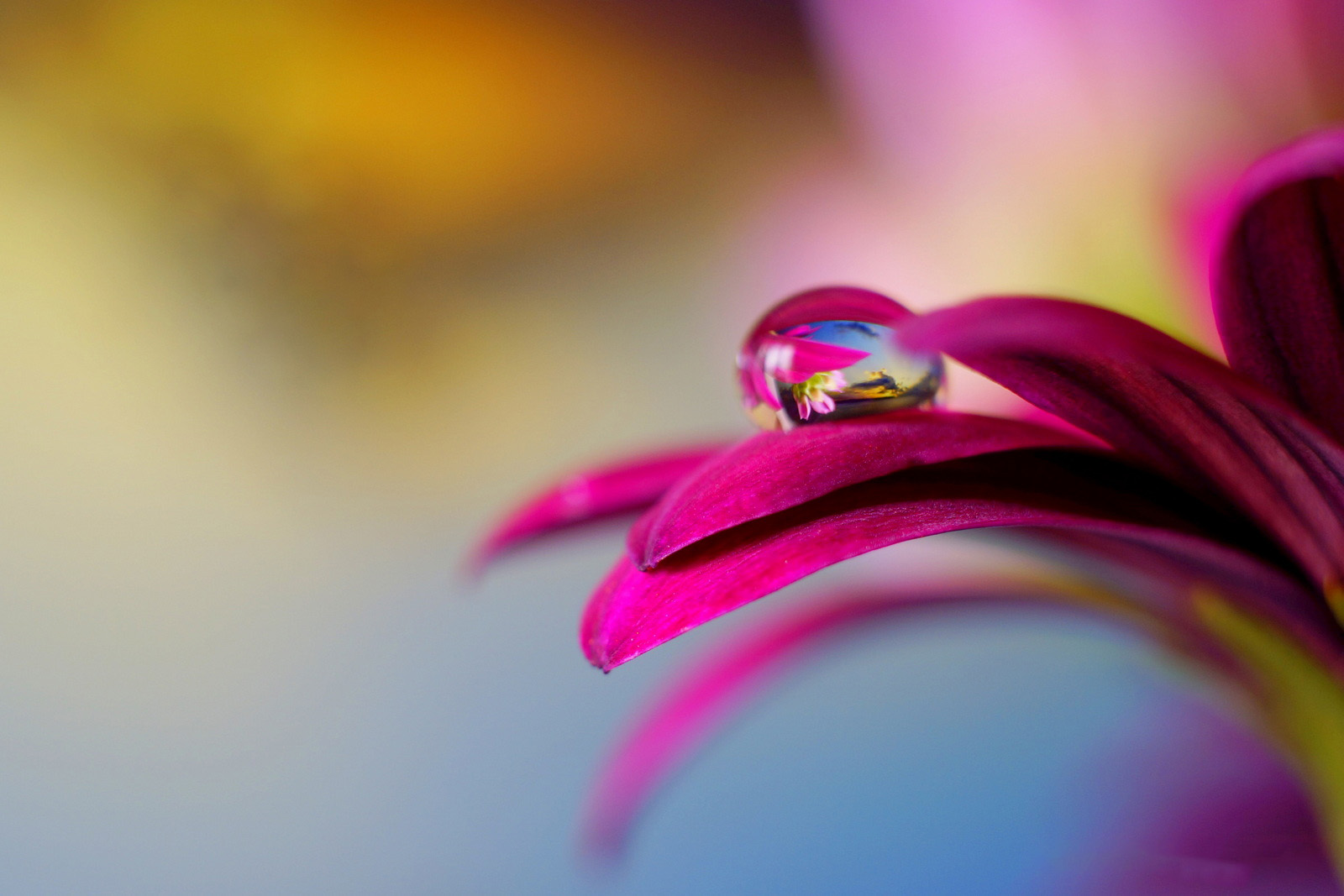 如何拍摄花上的水滴的过程,拍摄水滴花技巧