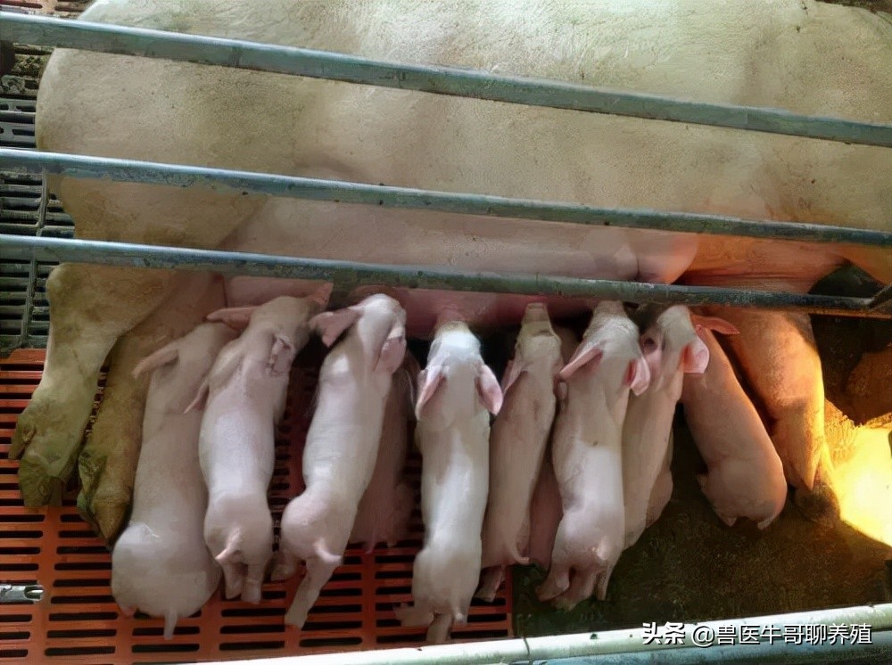 出生三天小猪拉稀喝脏水怎么治,仔猪伪狂犬拉稀和胃肠炎拉稀区别