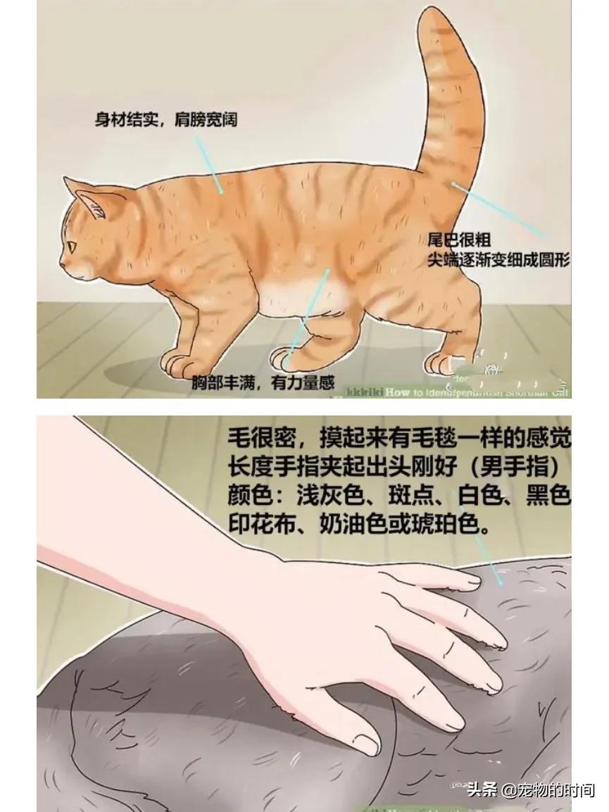 如何判定是不是英短,如何辨别英短是不是纯种