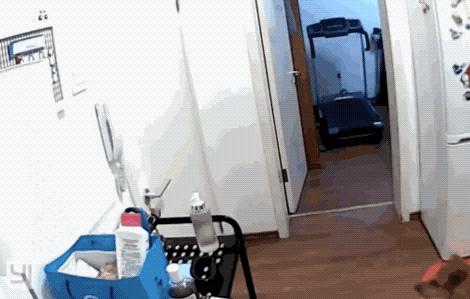 狗狗智商有多可怕,狗狗的智商有多高已经成精了