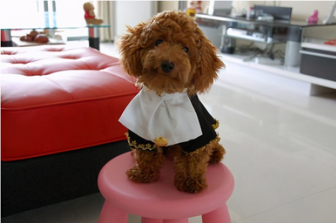 标准贵宾犬要多少钱才能买到,贵宾犬的价格一般在多少