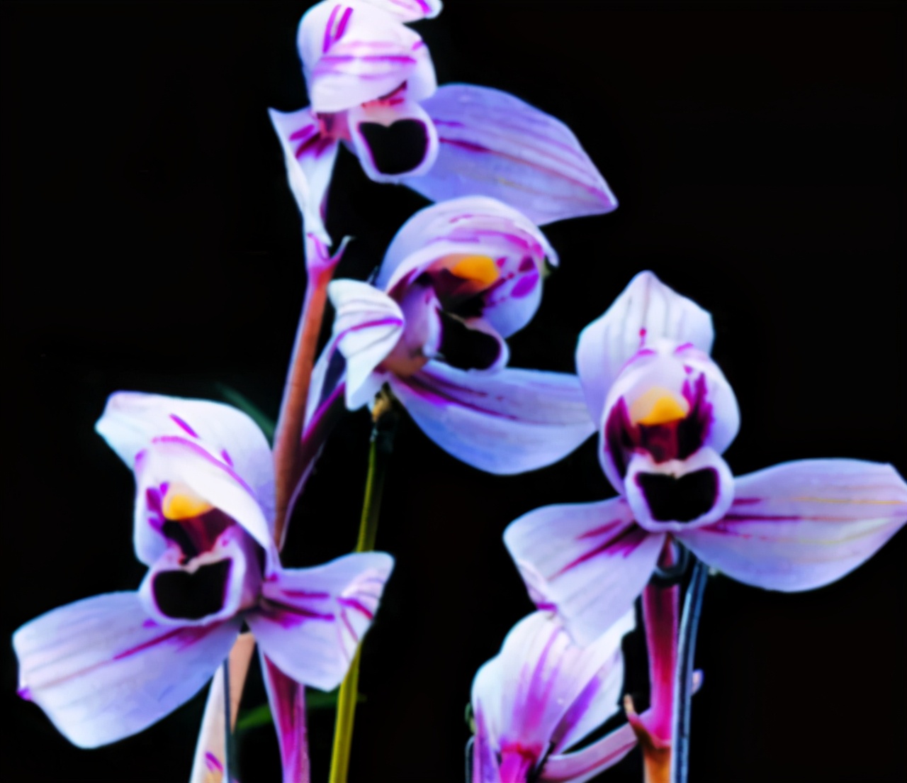 超级好养的荷瓣兰,兰花莲瓣兰金边品种