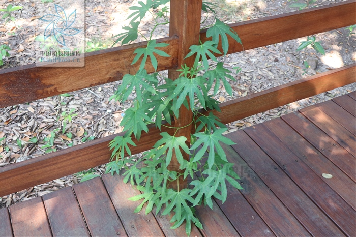 七爪金龙的功效,七爪龙泡酒功效与作用