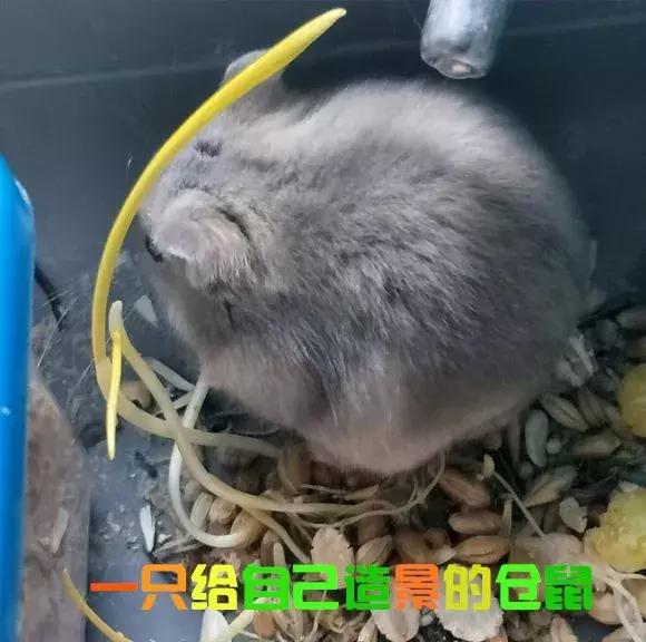 仓鼠饲养八大禁忌仓鼠会认主人吗,仓鼠饲养八大禁忌仓鼠吃什么蔬菜