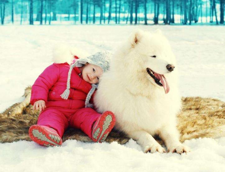 最受欢迎的十种狗狗排名,全世界最受欢迎的十种狗狗